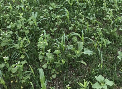 Cover crop mix in the field