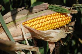 An ear of corn 