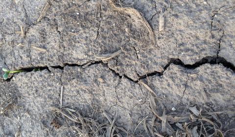 Soybean emerging from a crack in a heavily crusted field. 