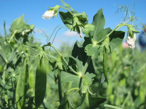 Field pea in the Panhandle
