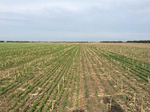 Photo of demonstration plot comparing field peas (left) and chickpeas