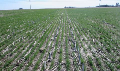 Seedling wheat field