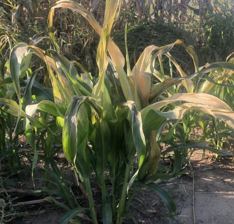 Sorghum-sudan cover crop plant damaged by a light frost last week.