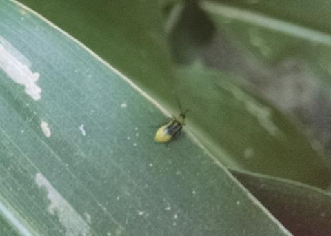Western corn rootworm beetle feeding on a leaf of corn