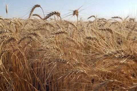 Field of wheat in the Nebraska Panhandle