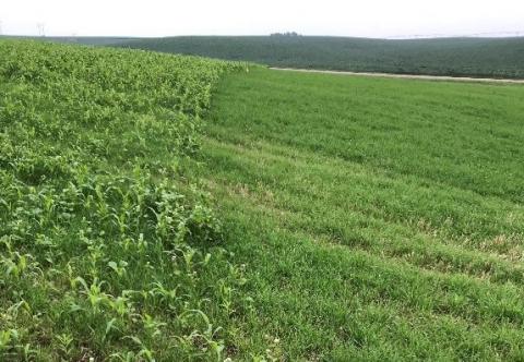 single crop and mixed cover crops in field