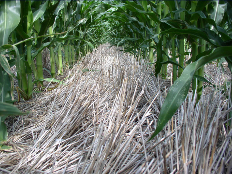 Ecofallow system - corn planted in wheat stubble