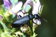 adult black blister beetle