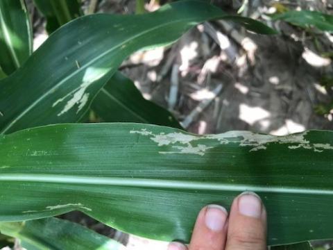 corn rootworm damage on corn