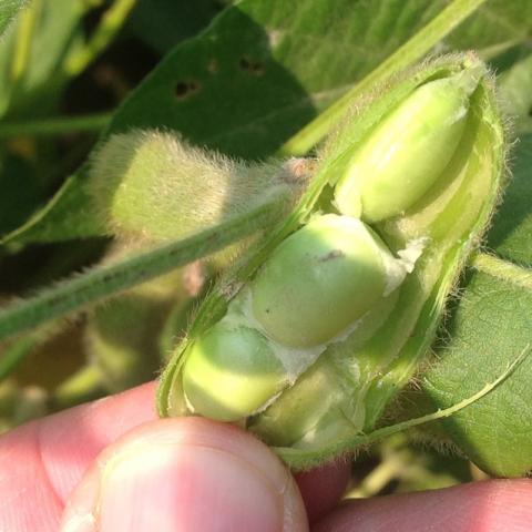 soybeans in pod nearing maturity