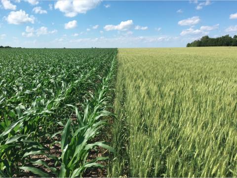 winter wheat next to corn field