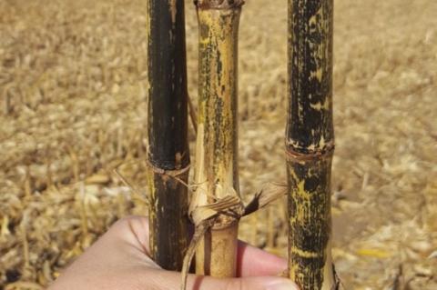 corn stalks showing stalk rot