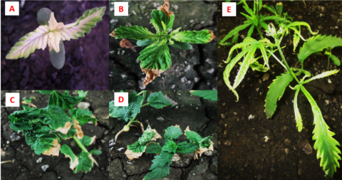 links to Industrial Hemp Varieties Exhibit the Same Tolerance Level to PRE-Herbicides