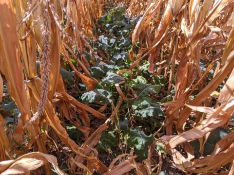 brassicas as cover crops interseeded in mature corn