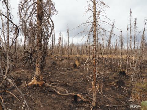 burned trees from the Mullen fire in Wyoming