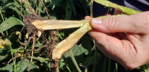Blue fungal growth on soybean roots