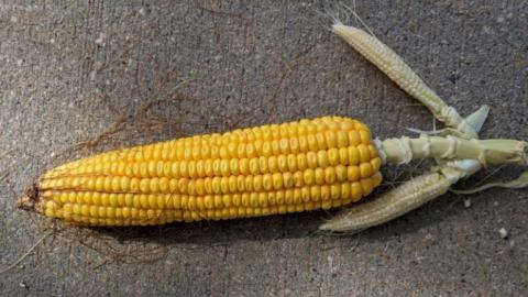multiple corn ears on single node