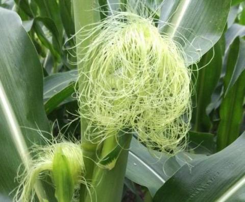 corn ear silk