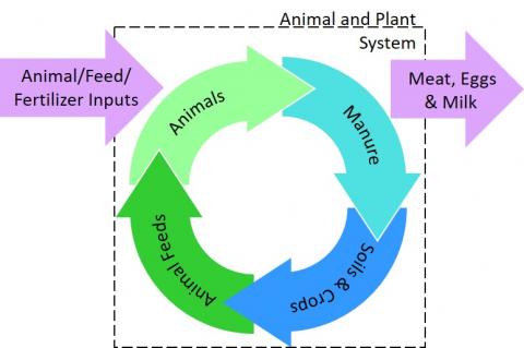 nutrient management diagram