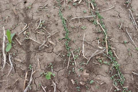 New seeding alfalfa