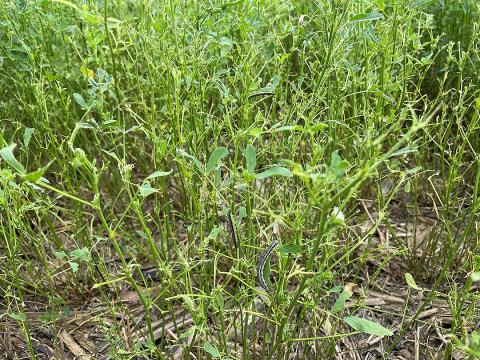 Alfalfa defoliation by fall armyworms