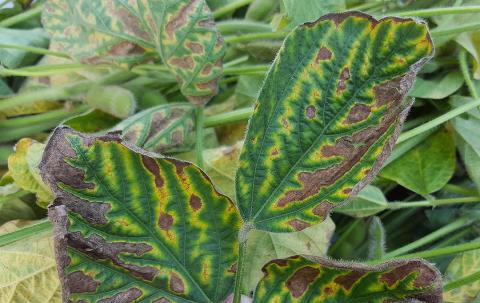 SDS on soybeans