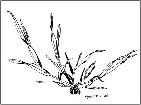 Tillering rye plant illustration