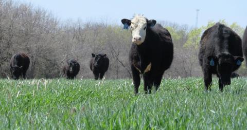 Cattle grazing rye cover crop