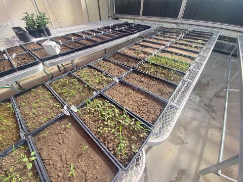 Soil seedbank trays