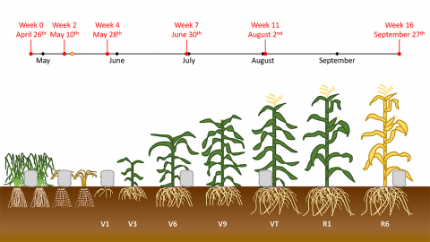 Cover crop growth chart