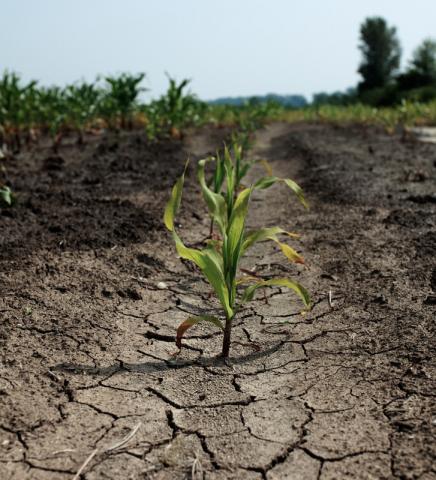 Corn plant in drought