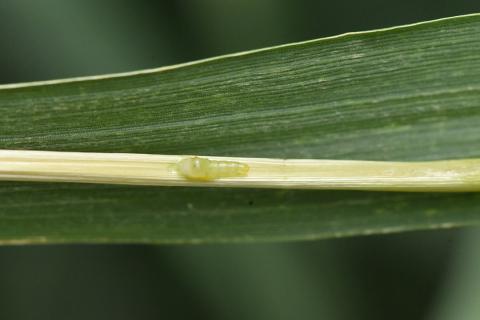 Wheat stem maggot