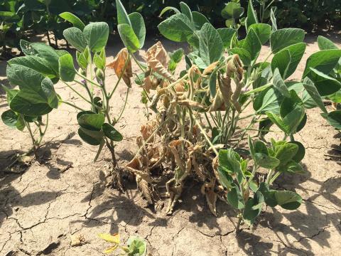Stunted soybean plant