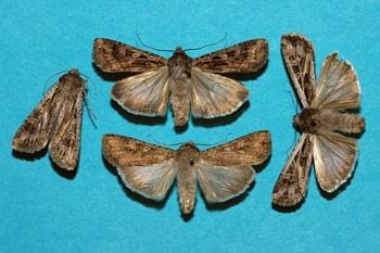 Miller moths
