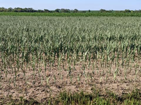 Droughty corn