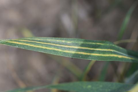 Cephalosporium stripe on wheat
