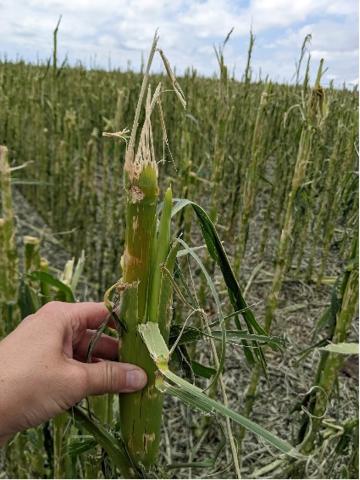 Hail-damaged corn