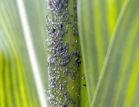 Corn leaf aphids