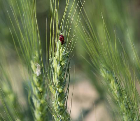Ladybug on wheat stem