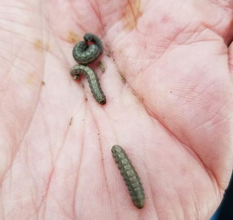 Army cutworm larvae in a hand