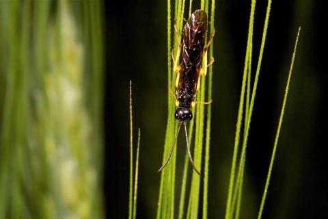 Wheat stem sawfly on plant