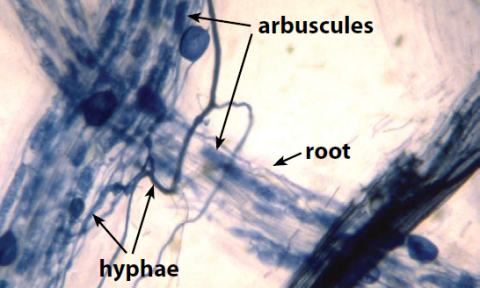 Stained wheat root in microscopic image