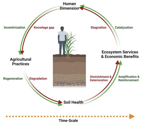 Soil Health Cycle infographic