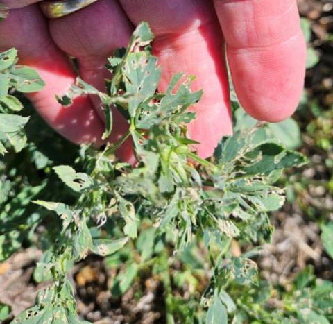 Alfalfa weevil damage to plant