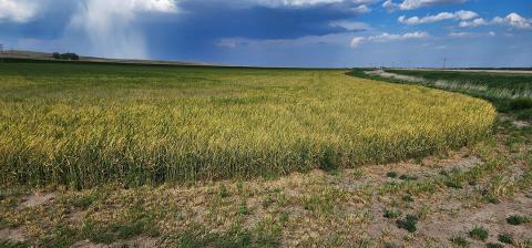 Yellowed wheat field from wheat streak mosaic disease complex