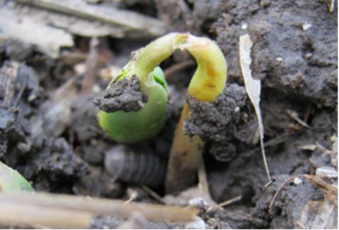 Soybean seedling damaged by pillbugs