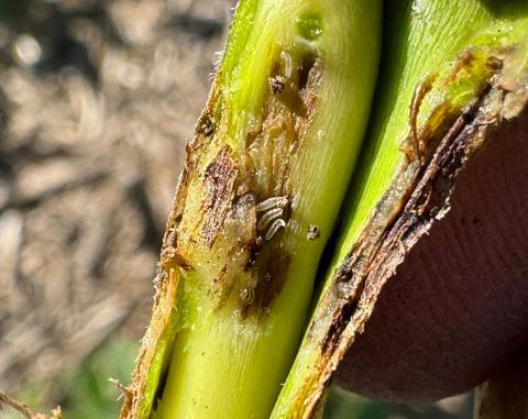 Soybean gall midge larvae on stem