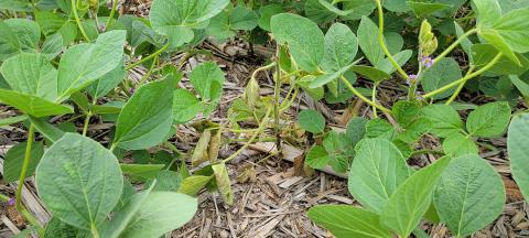 Diseased soybean plant in field