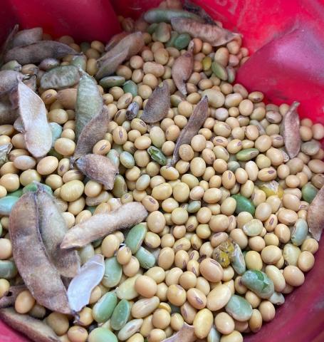 Soybean sample in a bin