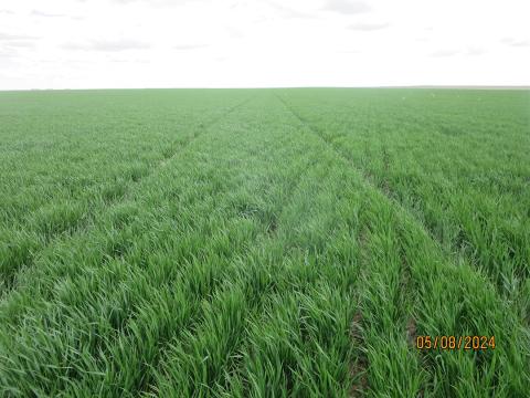 Healthy wheat field